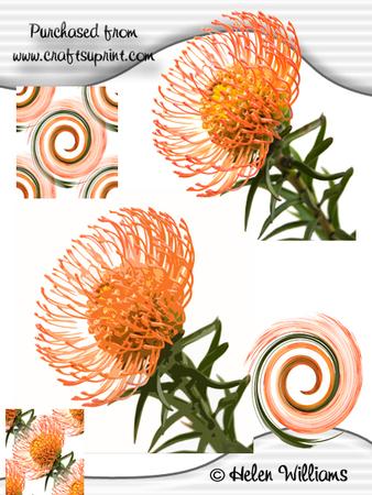 Scabiosa or Pin Cushion Flower Cu4cu Image