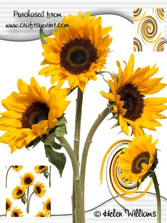 Sunflower Trio Image Cu4cu