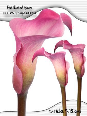 Cala Lily Trio Images Cu4cu