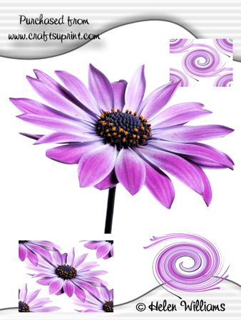 Osteo Daisy Cu4cu Image