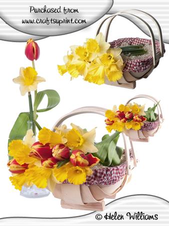 Tulip & Daffodils in a Basket Cu4cu Images