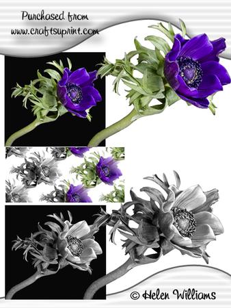Anemone in Colour & Black & White Cu4cu Images