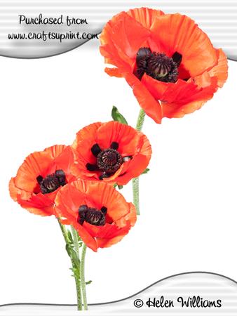 Poppy Cu4cu Image