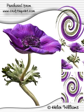 Purple Anemone Cu4cu Image flying Saucer