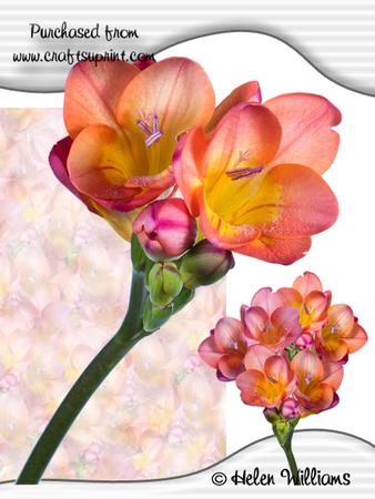 Friesa Dream Cu4cu Image