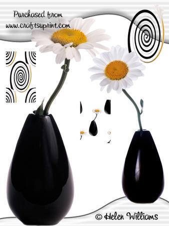Daisy Daisy Cu4cu Image