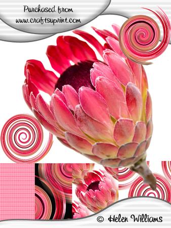 Protea Head Cu4cu