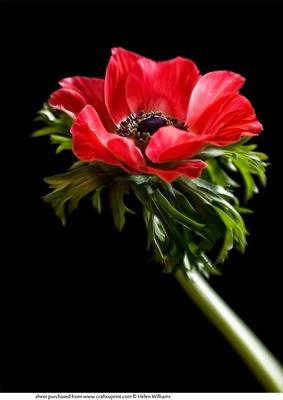 Red Anemone 'solo' A4 Topper