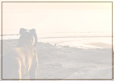 Staffordshire Bull Terrier at Sunset Insert