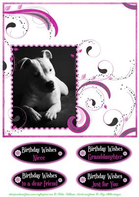 Staffordshire Bull Terrier in Mono on Pink Swirls 2