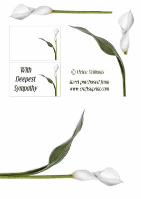 Sympathy Cala Lily-sh0021