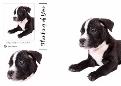 Puppy Card & Topper Sh0059