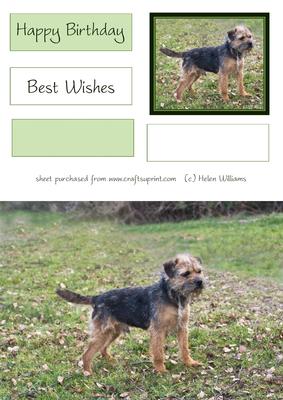 Border Terrier Card Fronts Sh0075