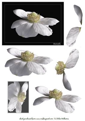 White Anemone 'butterfly' Image & Decoupage
