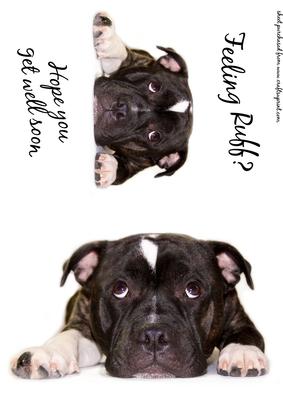Get Well Soon Staffordshire Bull Terrier Dog Toppers
