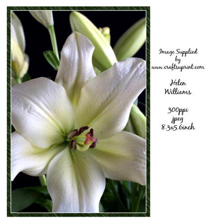 Lily Image, Colour & Black and White.