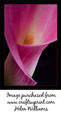 Hot Pink Cala Lily Image If0065