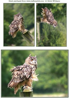 Owl Toppers / Card Fronts.