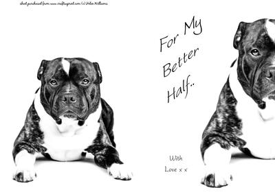 Staffordshire Bull Terrier Valentine / Anniversary & Plain Card Fronts