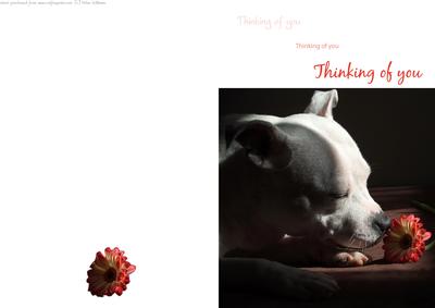Staffordshire Bull Terrier Thinking of You Quick Card