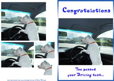 Staffordshire Bull Terrier Driving Test Card & Pyramage