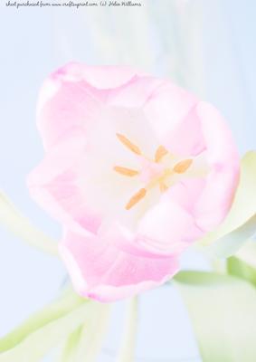 Pastel Pink Tulip Background