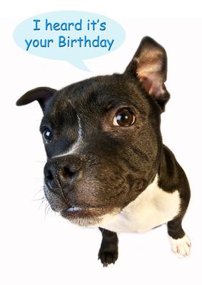 A4 Staffordshire Bull Terrier Birthday Card