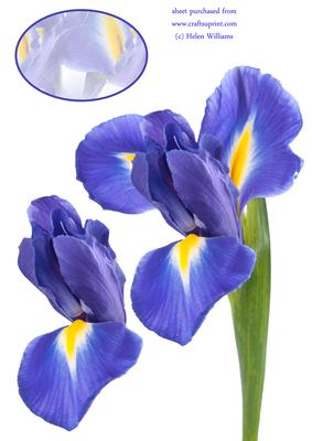 Iris A4 Card Sheet Part2