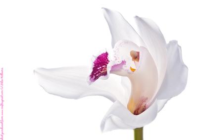 White Orchid A4 Card