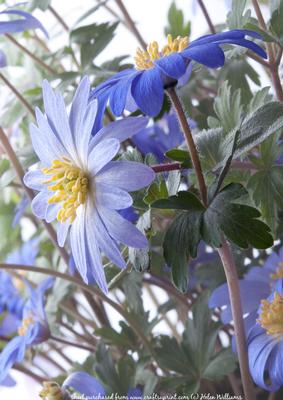Anemone A4 Card