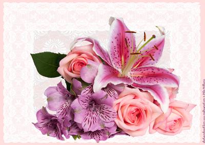 Lily & Rose A4 Topper
