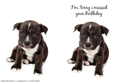 Belated Birthday Puppy Card Front