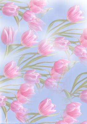 Misty Tulip Pink & Blue Paper