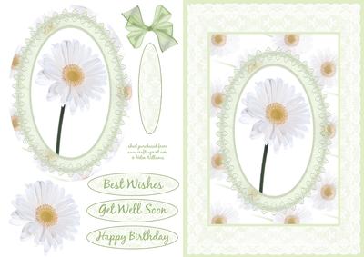 Daisy Dream & Lace