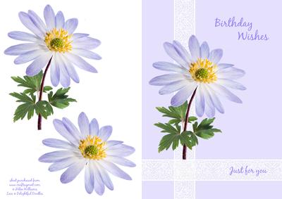 Anemone Birthday Card
