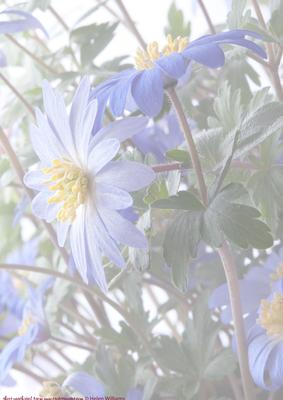 Purple Anemone Vellum