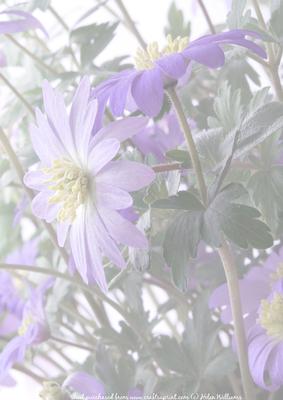 Lilac Anemone Vellum