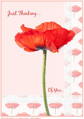 Poppy & Lace Thinking of You A4 Topper