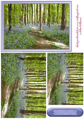 A Walk Through Bluebell Woods