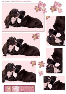 Gossip Girls Puppy Card Pyramid Part Two