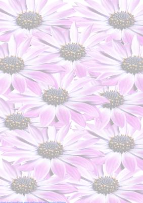 Lilac Gerbera Vellum