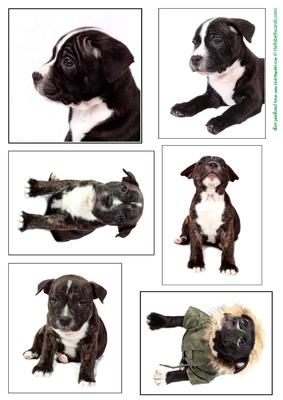Staffordshire Bull Terrier Puppy Toppers