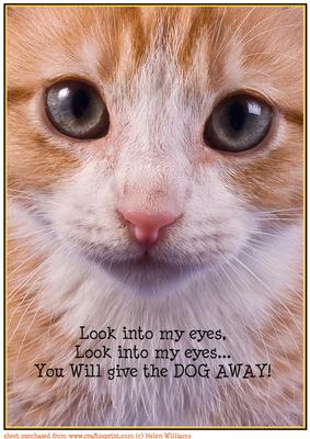 Cat Hypnotise Card Topper