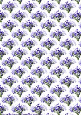 Californian Bluebell Background