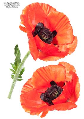 Single Poppy