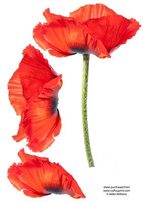Poppy Large Step by Step