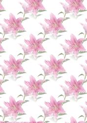 Pink Stargazer Lily Vellum