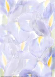 Iris Dream Vellum