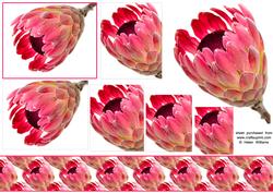 Pink Protea Topper & Pyramid