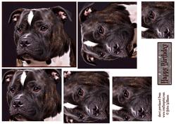 Staffordshire Bull Terrier Dog Profile Pyramid